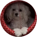 Luz Adriana Palacios profile picture